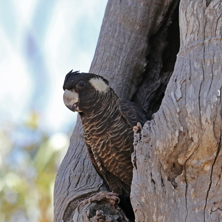 Threatened species conservation - South West NRM