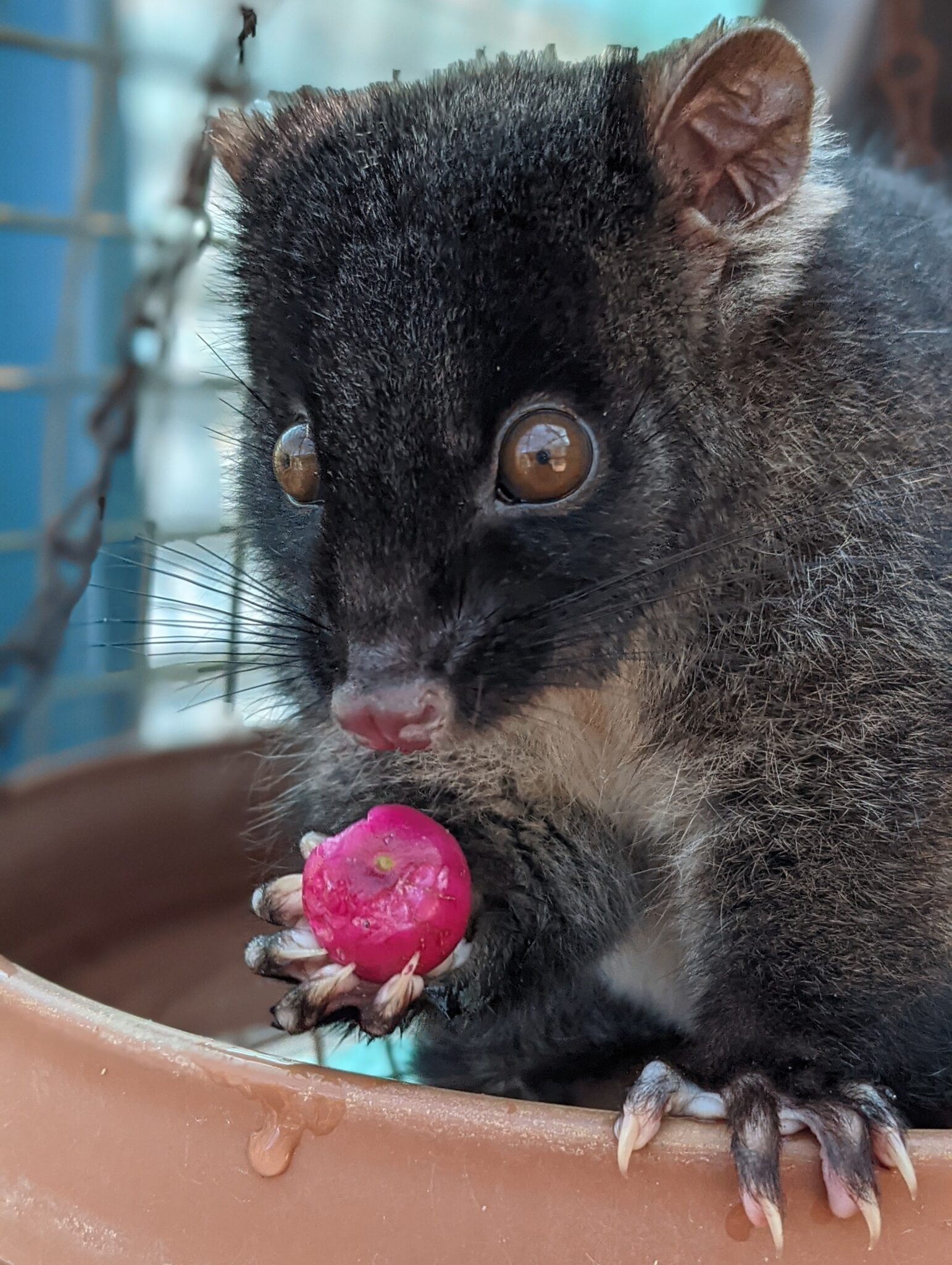 Improving possum rehabilitation outcomes - South West NRM