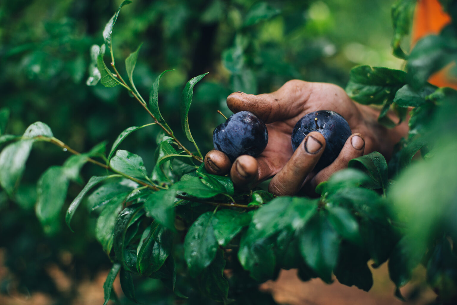 Landholder support South West NRM