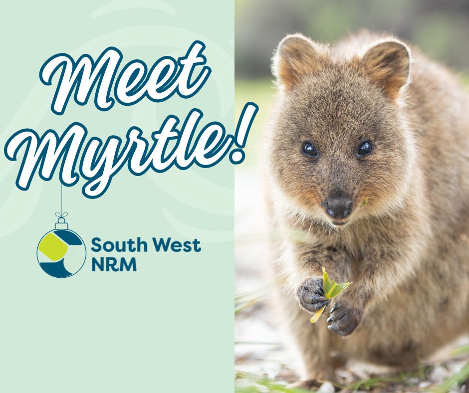 Meet Myrtle our South West quokka