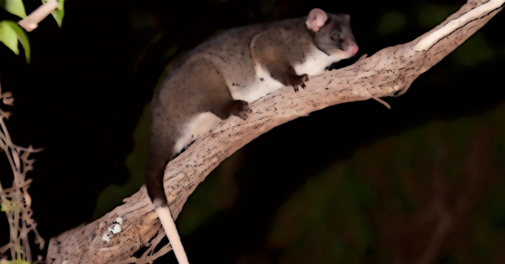 Ringtail possum in a tree.