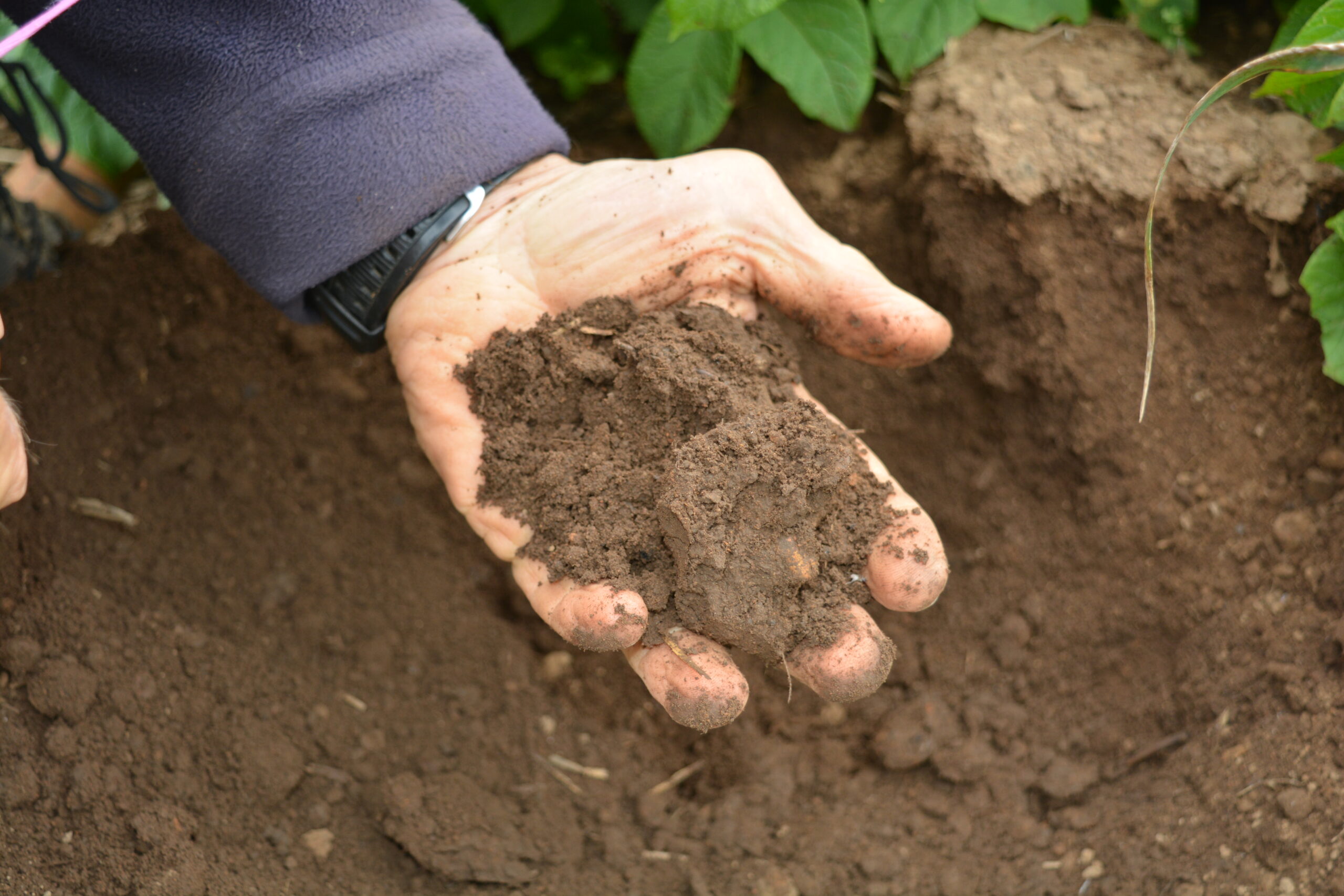 Building Soil Carbon With David Harwick South West Nrm