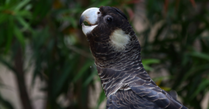 Close-up image Carnaby's black cockatoo