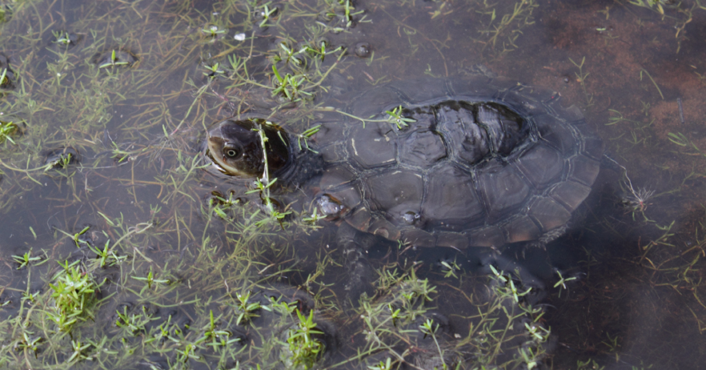 Western swamp tortoise in pond