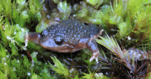 white-bellied frog affected by climate change