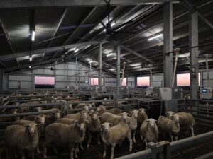 Sheep-productivity-article-Katanning-Research-Facility