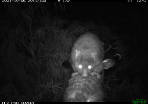 A critically endangered western ringtail possum using a rope bridge installed in Busselton