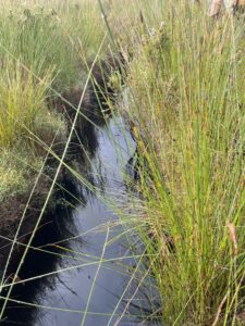 Angove Peat Image