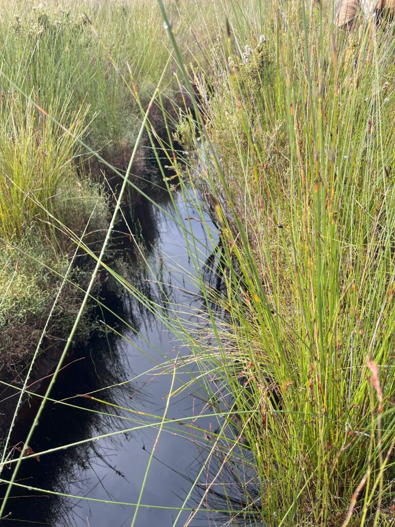 Angove Peat Image