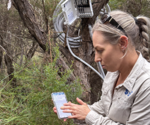 Jess Forsyth South West NRM Project Officer Environment testing high-tech equipment at the white-bellied frog rehydration site