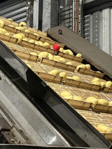 potatoes on conveyer belt