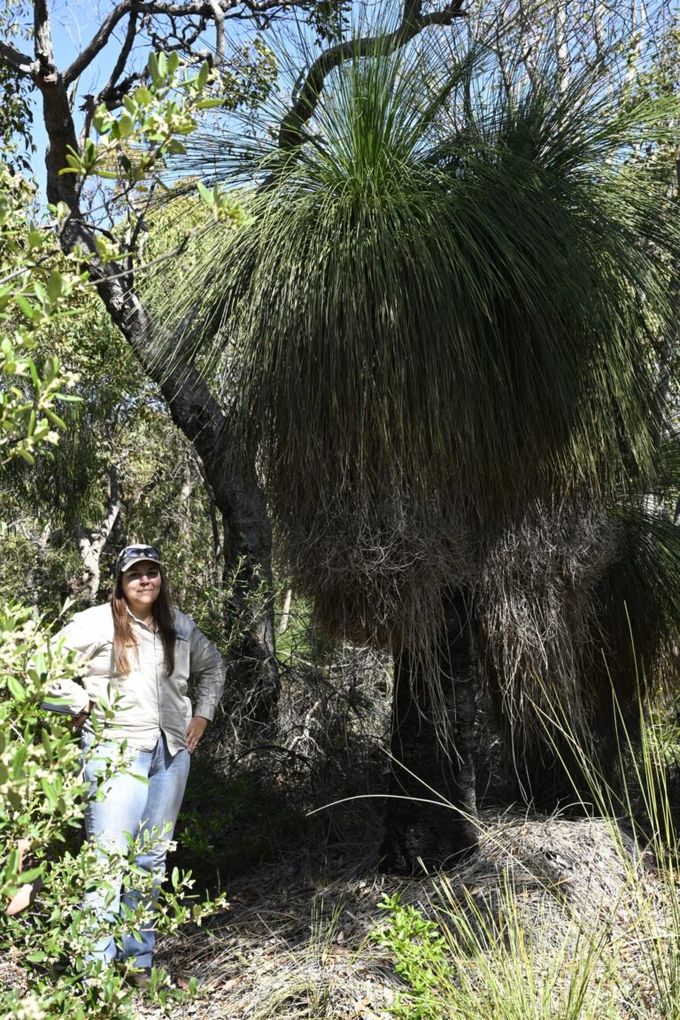 A mature grass tree (Xanthorrhoea sp.) towers over South West NRM Technical Officer Jade Riley in Wilyabrup, where a conservation covenant helps protect an established area of native bushland for the long term.