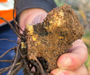 Phytophthora dieback