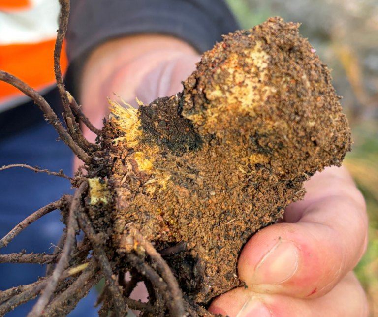 Phytophthora dieback