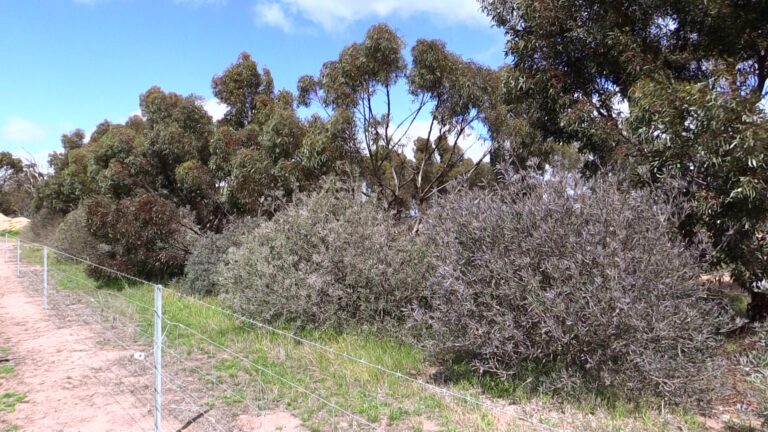 Shelterbelt in the Dumbleyung shire for salinity and shelter