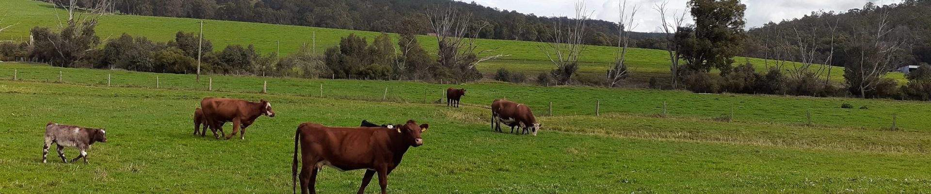 Cows in field