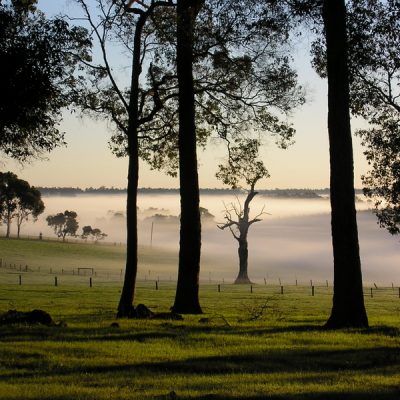 Mist farm trees
