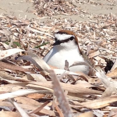 Plover nesting