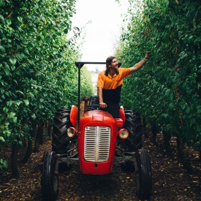 Orchard farmer picking fruit