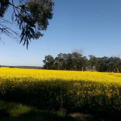 Canola Field