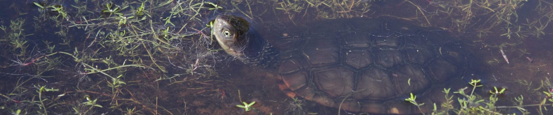Western swamp tortoise in pond