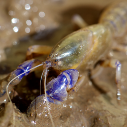 Margaret River burrowing crayfish. Photo Credit: Steve Tribbeck