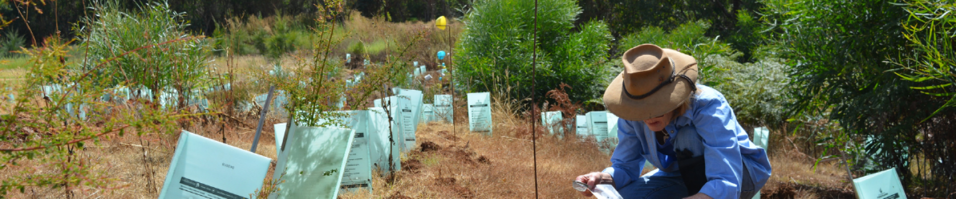 Tree planting
