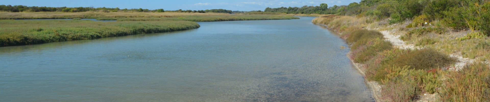 Shallow wetland surrounded by vegetation