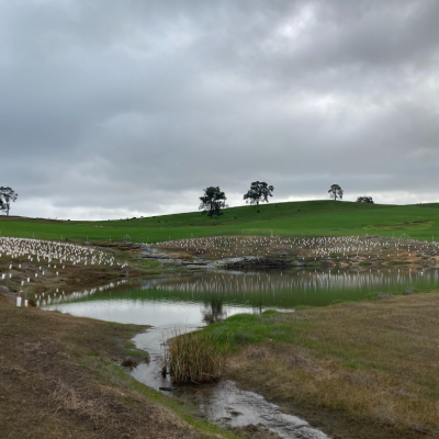 enhanced farm dam planting
