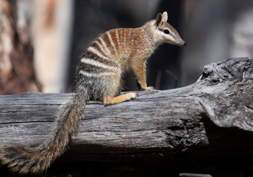 numbat 2