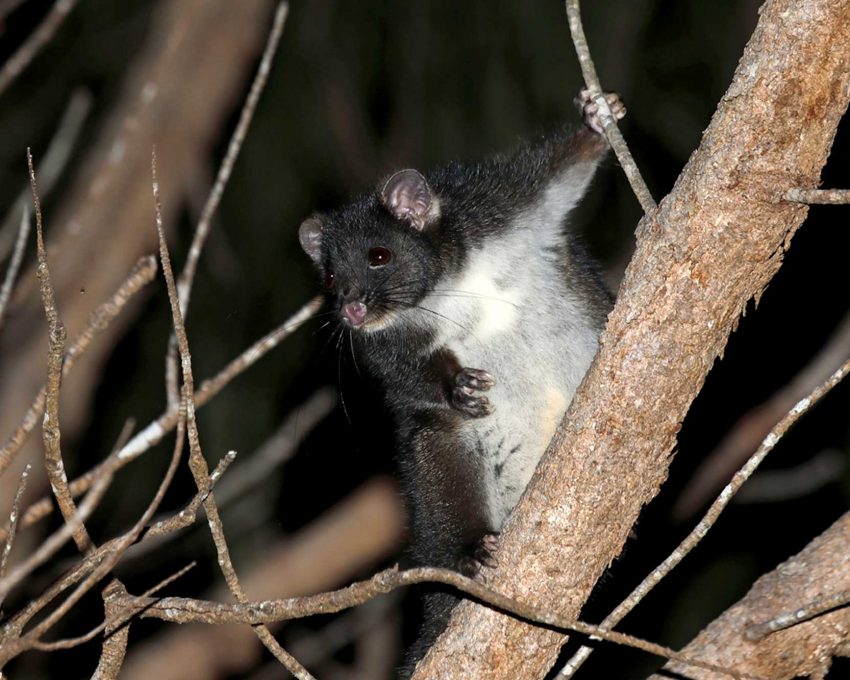 swnrm-landingpage-ringtailpossum-casestudy swnrm-landingpage-ringtailpossum-casestudy