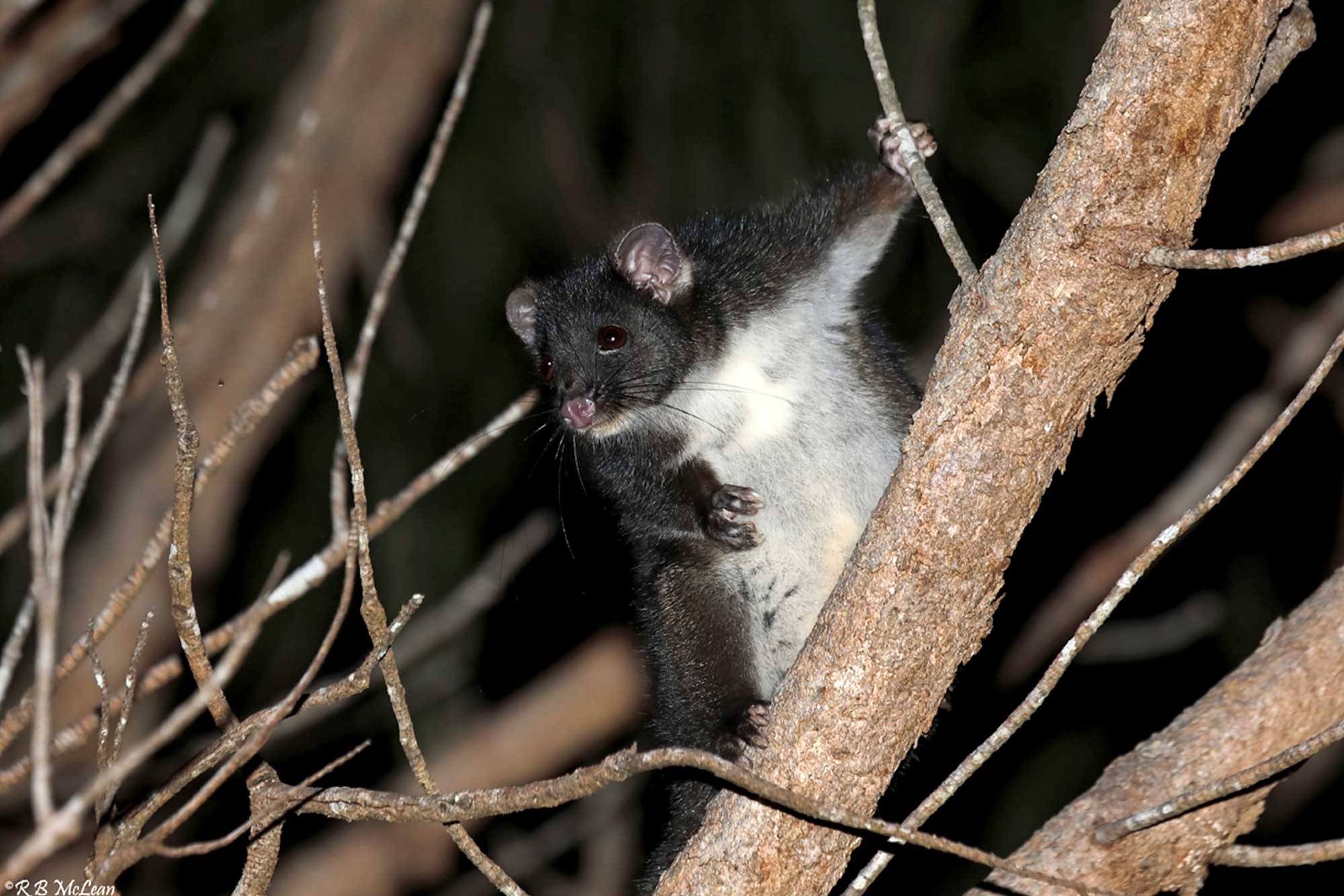 Possum On R&d Rescue a possum with our drey giveaway - South West NRM